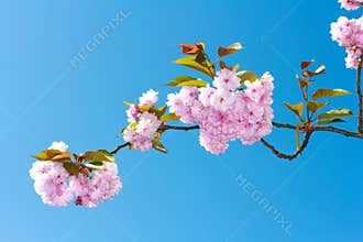 Flowers sakura spring pink blossoms