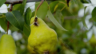 A honey bee is seated on a succulent green pear, suspended from a branch.