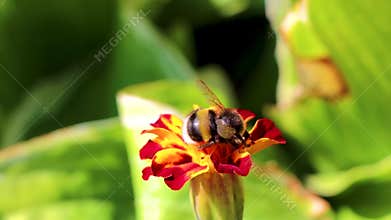 Bee bumblebee collects nectar from yellow flower blossom Mir Belarus