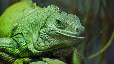 Green iguana, large arboreal herbivorous lizard species. Iguana on the tree branch. Closeup