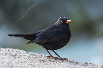 Male Blackbird Standing on a Stone Wall
