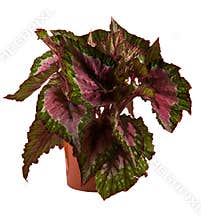 Isolated flower in pot