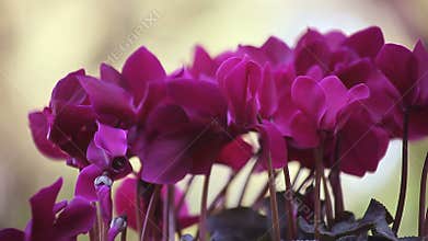 Purple cyclamen