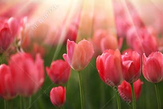 Tulip flowers in sunshine