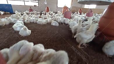 Many white newborn broiler chickens in a poultry farm.