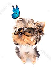 Dog with shades and blue butterfly