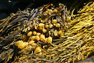 Abstract - yellow & brown kelp