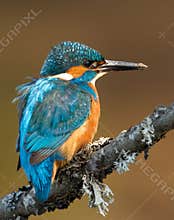 Kingfisher (Alcedo atthis)