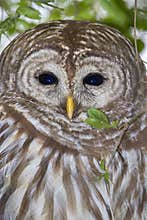 Barred owl (Strix varia)
