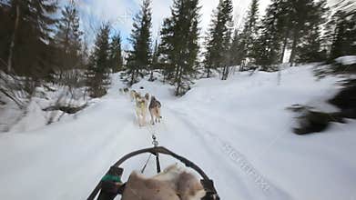 Sled dog