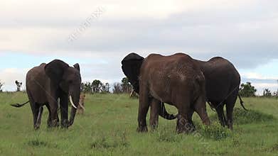 Elephants protecting lion from other elephants
