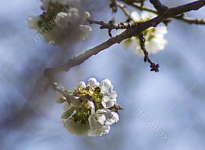 Cherry Blossom in Spring with Soft Blue Sky Background
