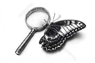 An in-depth view of a butterfly as seen under a magnifying glass