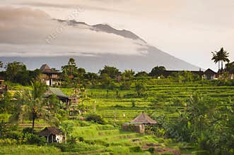 Bali Rice Fields.