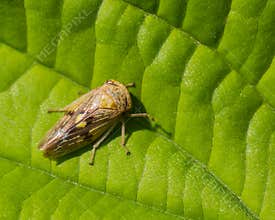Small Fat Bug on a Green Leaf