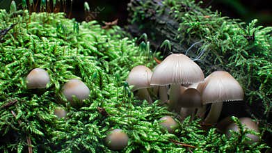 Macro timelapse of mushrooms sprouting from moss-covered forest floor — high-detail growth footage for biological content