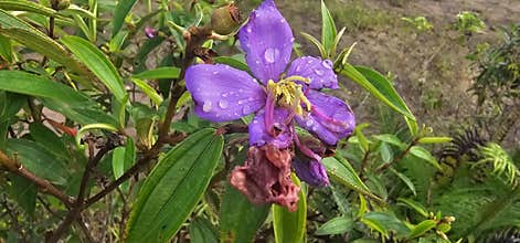 A beautiful Melastoma malabathricum flower, possibly Melastoma affine, displays vibrant purple petals adorned with raindrops.