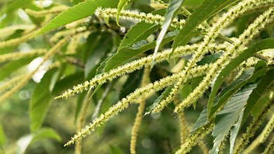 Male inflorescences of sweet chestnut tree.