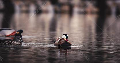 Mandarin Ducks floating Peacefully on Scenic Lake Water Surrounded by Fellow Waterfowl birds