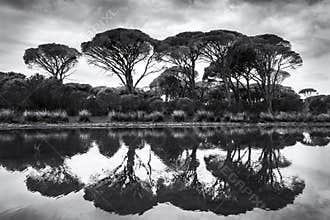 Lagoon Reflections II
