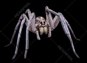 Wolf spider on black