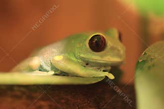 Uluguru forest tree frog