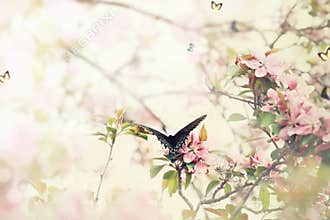 Swallowtail in Spring