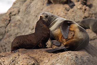 Fur Seals Nuzzling