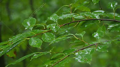 Raindrops Glistening on Lush Green Leaves Found Within the Heart of the Forest Environment