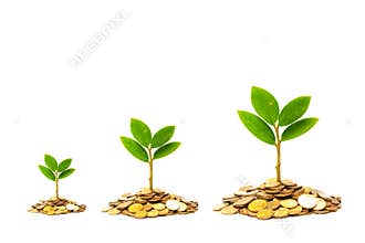 Trees growing on coins / csr