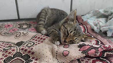 Homeless Striped Tabby Kitten Sleeps on a Blanket Outdoors