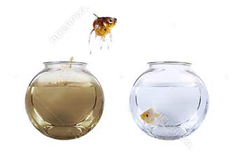 Fish jumping from his polluted bowl