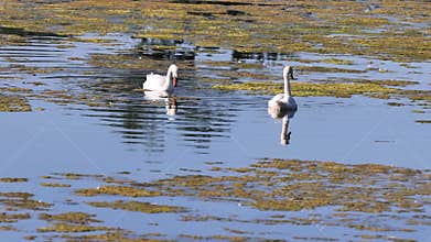 Mute swan (Cygnus olor