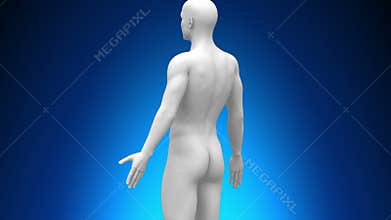 Medical X-Ray Scan - Internal Organs