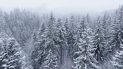 Forest snow mountains cold weather tree pine nature magic beautiful