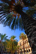 Palm trees in Barcelona plaza