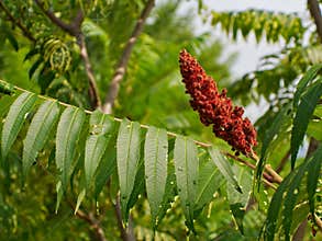 Staghorn Sumac