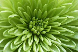 Macro shot of a green flower