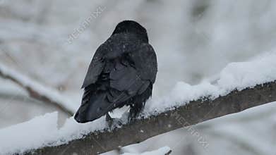A Raven Sitting Gracefully on a SnowCovered Branch in a Stunning Winter Landscape Scene