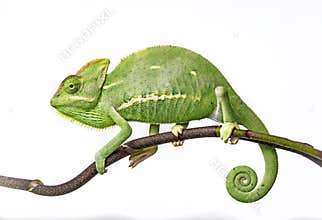 Green chameleon
