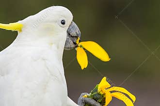 A Sulphur crested cockatoo feeds on a sunflower held in its claw.