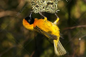 Yellow bird holding on to nest