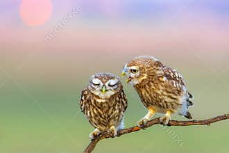 Little owls. Colorful nature background. Athene noctua.