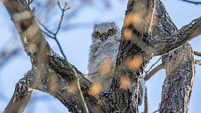 Baby Great Horned Owl Fledgling in Tree Branches Eyes Watching Perched Cute Fuzzy Birds of Prey Babies Juvenile