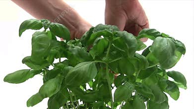 Picking Basil