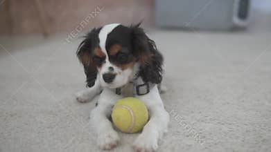A playful Cavalier puppy enjoys a tennis ball, showcasing joy