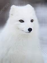 Arctic fox