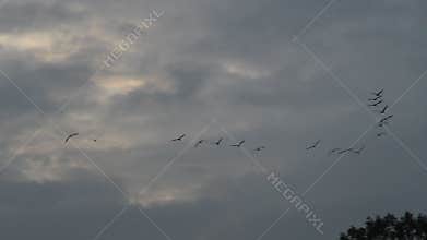 Migrating flying cranes, Bisdorf, Germany