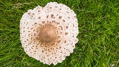 Wild Edible Mushroom
