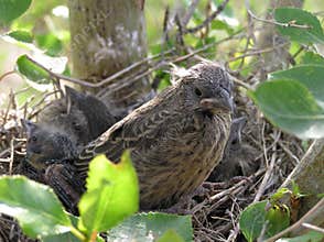 Leaving the Nest